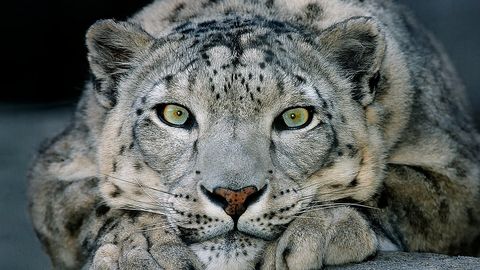 Snow Leopards and Bactrian Camels critically endangered across Uzbekistan and other Asian countries