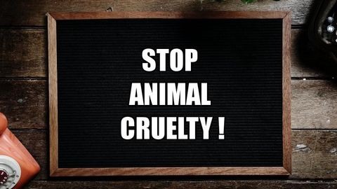 Eyewitnesses urge law enforcement agencies to investigate shocking footage of animal cruelty