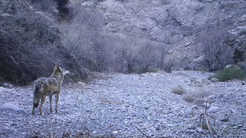 “Surxon” qo‘riqxonasida fotoqopqonga bo‘rilar muhrlandi (video)