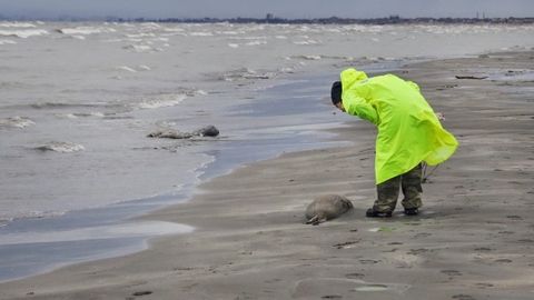 Dog‘istonda Kaspiy dengizi qirg‘oqlarida 2500 ta o‘lik tyulen topildi (video)