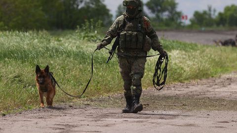 Rossiyada deputat itlarni urushga safarbar qilishni taklif qildi