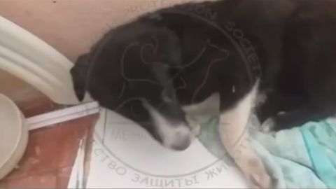 Uzbekistan's Animal Protection Society calls on population to be kind to stray animals during abnormal frosts