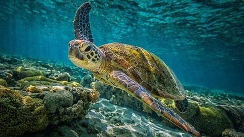 Indonesia rescues 43 endangered sea turtles from poachers