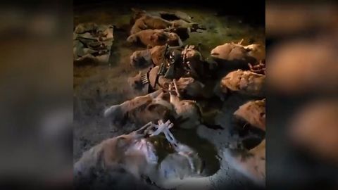 Qoraqalpog&lsquo;istonda brakonyerlar Qizil kitobga kiritilgan 13 bosh jayronni otgani aniqlandi