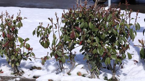 Ўзбекистонда ҳафта ўрталарига бориб ҳарорат кўтарилиши кутилмоқда