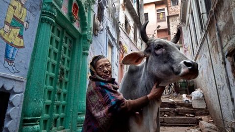 “Sigir so‘yishni to‘xtatish kerak”. Hindiston sudi Yer yuzidagi barcha muammolarga yechim taklif qildi 
