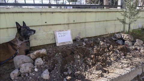Statue of Mexican rescue dog Proteo to be erected in Istanbul