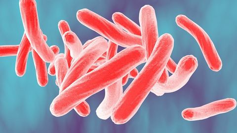Uzbekistan, Poland to coordinate inter-state negotiations to develop declaration on tuberculosis elimination 
