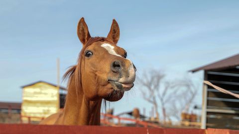 Лошади, стоящие десятки миллионов долларов. Кто может позволить себе купить их в Казахстане