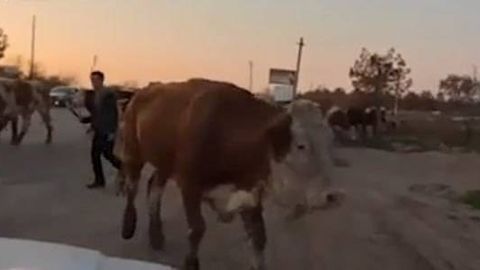 В Кашкадарьинской области фермер пригнал скот к зданию хокимията