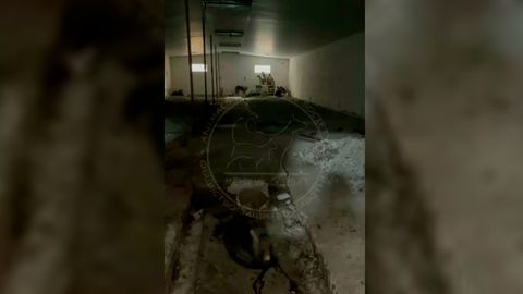 Зоозащитники нашли тайную бойню для собак в Ташобласти