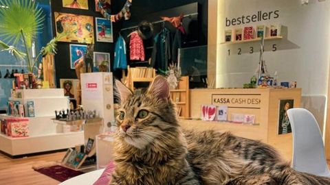 Кота Альбиус взяли продавцом книжного магазина Ашхабада