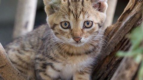 Firefighters in Tashkent rescue cat stuck in tree