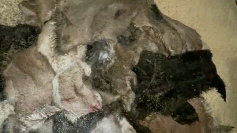 Суд не пожалел мужчину, который жестоко забивал собак