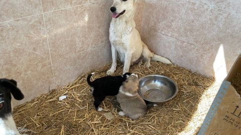 Volunteers of Mehr va Oqibat recall day when they rescued dogs from slaughter in Tashkent region