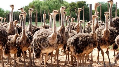 Туркменские фермеры увлеклись разведением африканских страусов