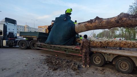 Из-за строительства метро в Ташкенте проводится пересадка деревьев&nbsp;