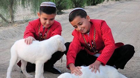 Turkmenistan bans export of Alabay-dogs&nbsp;