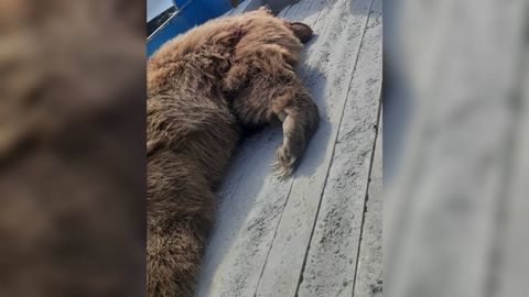 Chiroqchida Qizil kitobga kiritilgan ayiqni otishga kim buyruq bergani ma&rsquo;lum bo&lsquo;ldi