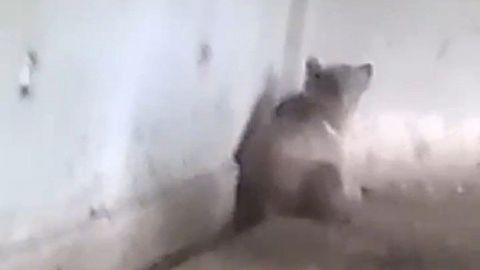 Residents of Kashkadarya region insult and kill Red-listed bear&nbsp;