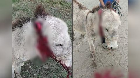 Case of animal cruelty now reported in Bukhara region: donkey dies after local severely injures it