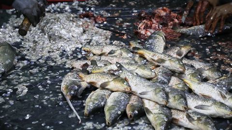 Ўзбекистонда балиқ овлашда браконьерликка қарши назорат кучайтирилади