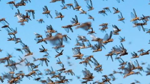 Узбекистан начал готовиться к нашествию саранчи (видео)