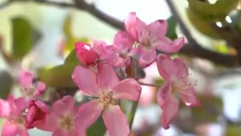 Kazakhstan's Zhetysu hosts festival of Sivers apple trees