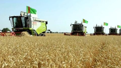 Turkmenistan plans to gather 1.4mn tonnes of wheat