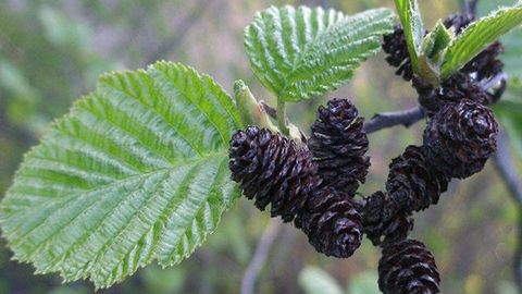 Environmentalists call to protect endangered plant species in Pavlodar region of Kazakhstan