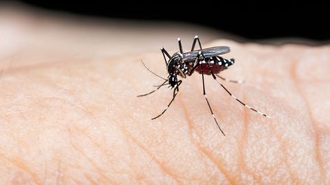 WHO: Rainy season in Afghanistan could lead to increase in dengue fever cases&nbsp;
