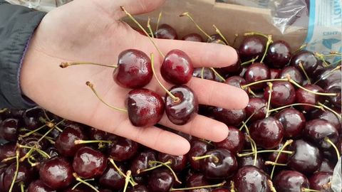 Authorities react to reports that virus was found in Uzbek cherries in Russia&nbsp;