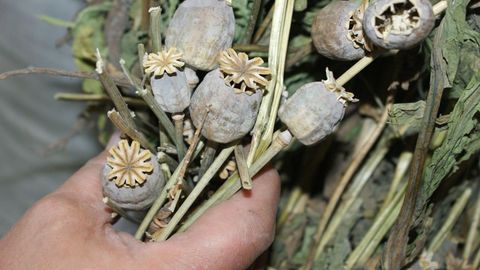 Authorities uncover poppy plantation in home of Kokand resident 