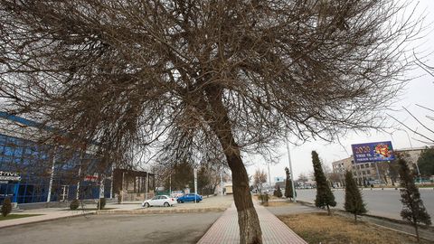 Conifer trees brought from Uzbekistan could not withstand Shymkent severe cold