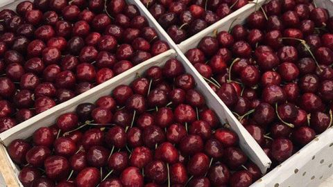 Oriental insect detected in Uzbek cherries in Russia&nbsp; &mdash; Plant Quarantine and Protection Agency of Uzbekistan&nbsp;