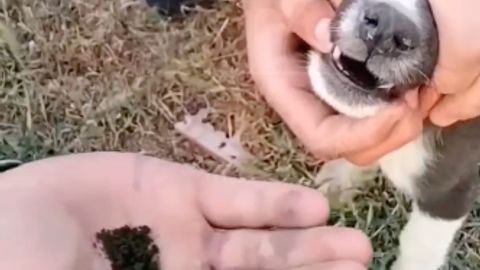 В Намангане подростки накормили щенка насваем (видео)