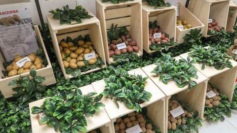 O&lsquo;zbekistonning 7 ta viloyatida elita kartoshka urug&lsquo;chilik xo&lsquo;jaliklari faoliyati yo&lsquo;lga qo&lsquo;yiladi&nbsp;