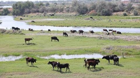 Italiya agrobiznesi O‘zbekiston chorvachiligiga 90 mln yevro investitsiya kiritadi