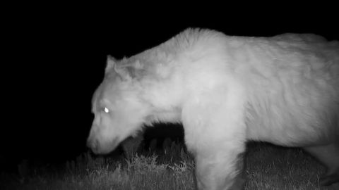 Uzbekistan's Chatkal Biosphere Reserve captures rare footage of Tien-Shan brown bear&nbsp;&nbsp;