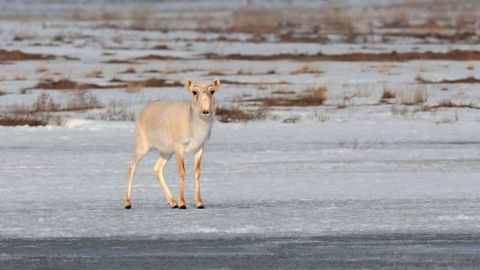 Experts explain reason behind casualties of Saiga antelopes&nbsp;in Kazakhstan's Karaganda region&nbsp;