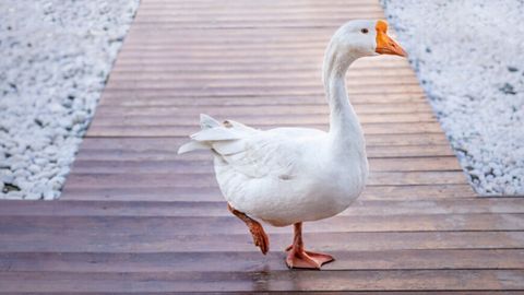 Angliyaning shimoli-g&lsquo;arbiy qismida&nbsp;g&lsquo;oz 2000 kishini elektrsiz qoldirdi