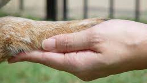 Animal rights activists report new case of mass dog murder, now in Fergana&nbsp;