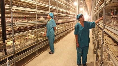 Price of poultry meat surges by 14% in Kazakhstan