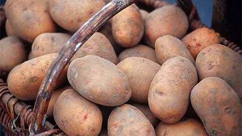 Cost of potatoes climbs in Tajikistan