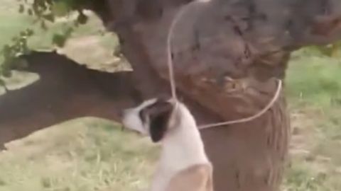 В Узбекистане неизвестные повесили собаку на дереве (видео)