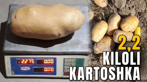 Samarqandda donasi 2 kilodan og&lsquo;ir kartoshka yetishtirildi