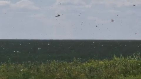 В Казахстане произошло нашествие саранчи&nbsp;