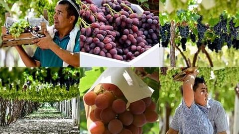 Oltiariqdagi uzumzorga fotosayr