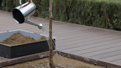 Tashkent plans to increase its green areas by five times current size