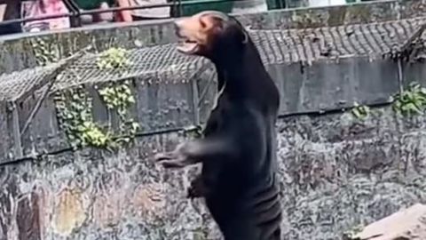 Chinese zoo denies human bear rumours amid viral sun bear video